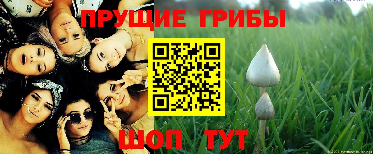 Псилоцибиновые грибы Cubensis  Еманжелинск  Галлюциногенные грибы мицелий 